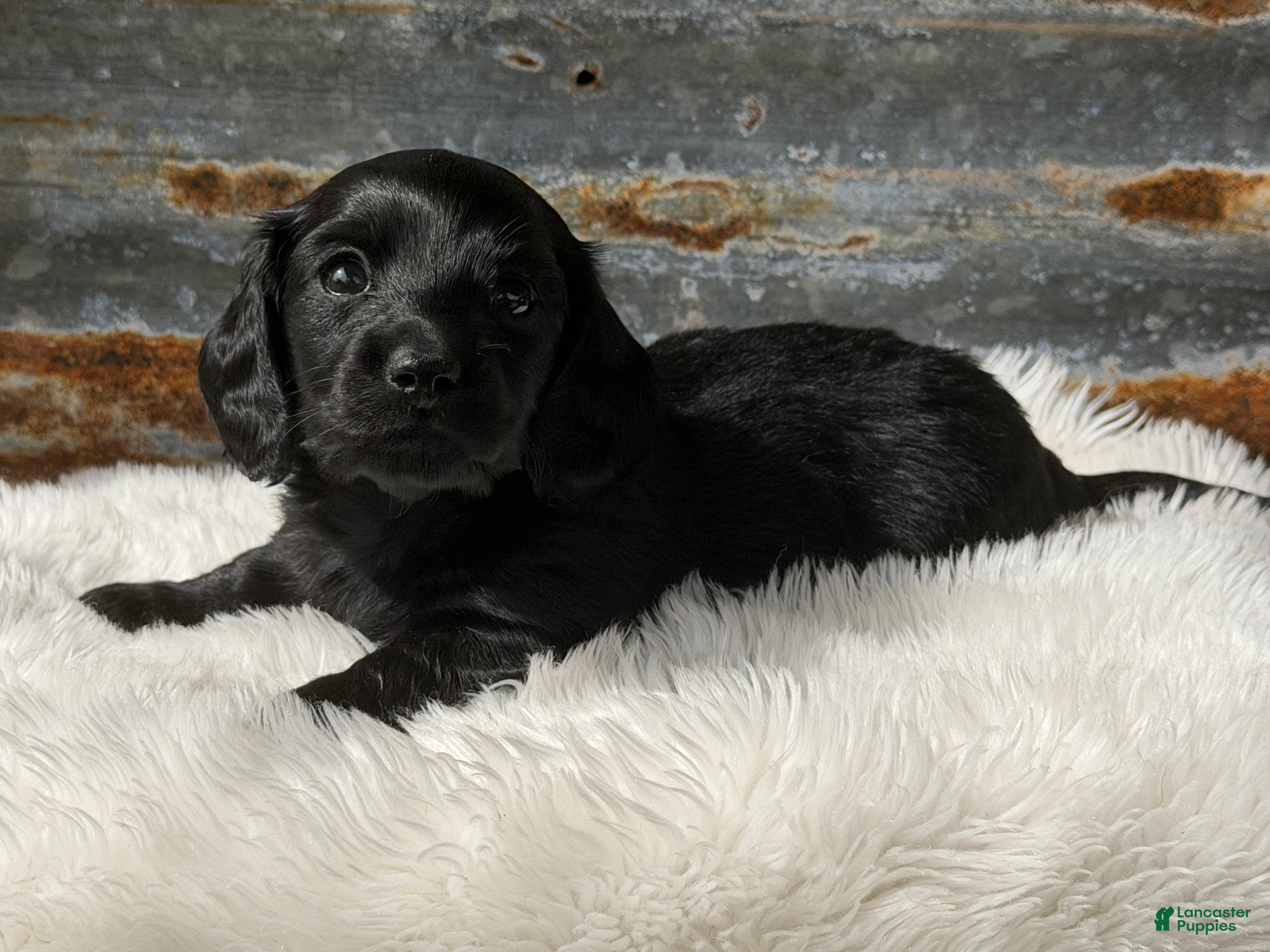 Miniature Dachshund dogs Luna  - Ad 2