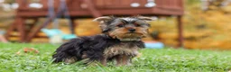 Yorkshire Terrier dogs for sale: Jasper - Ad 6