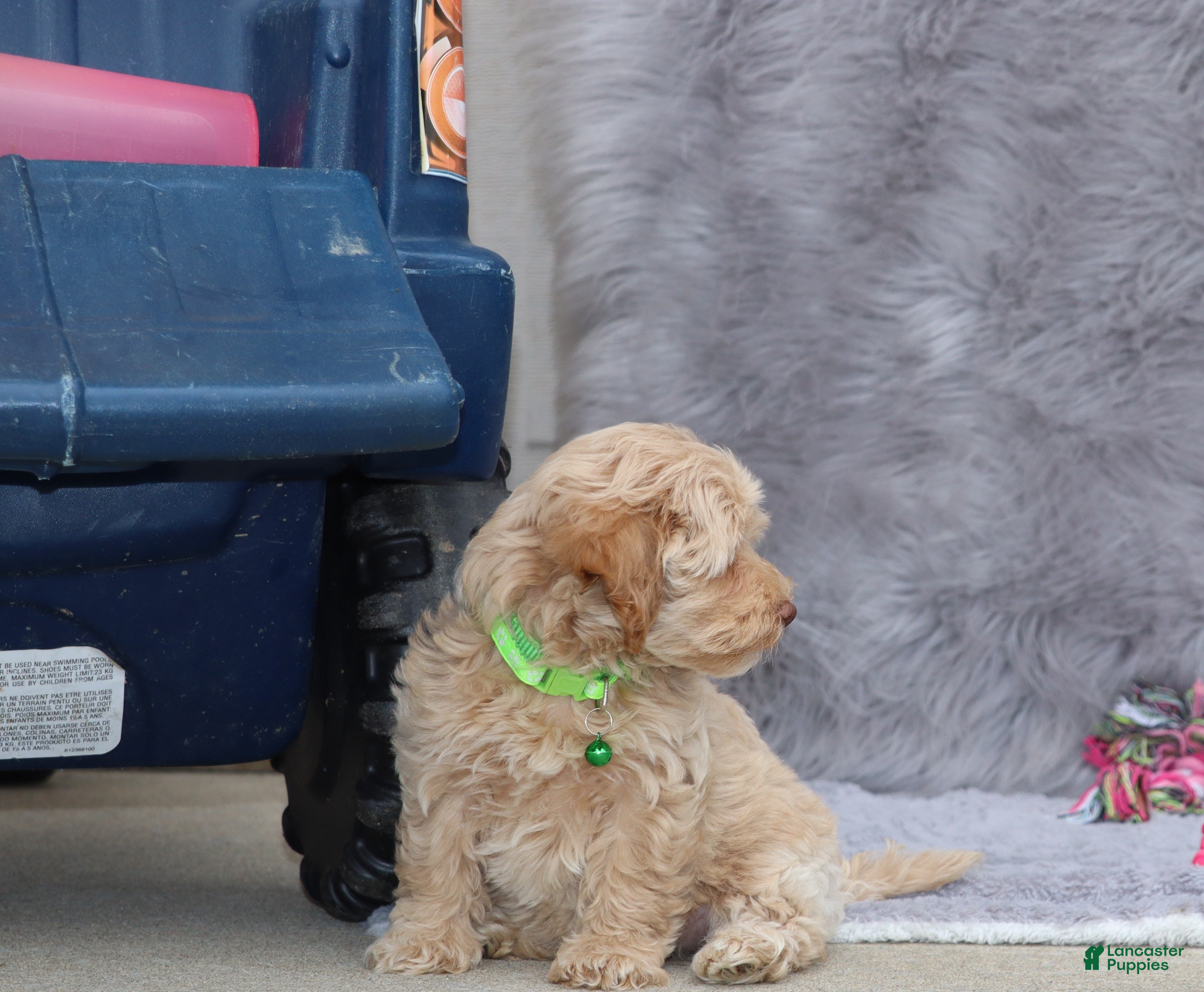 Havapoo dogs Addie 👨‍👨‍👦‍👦💞🐕Miniature - Ad 2