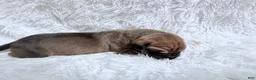 Great Dane dogs for sale: Columbiana - Ad 11