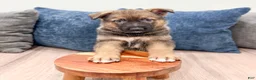 German Shepherd dogs for sale: Kevin - Ad 2