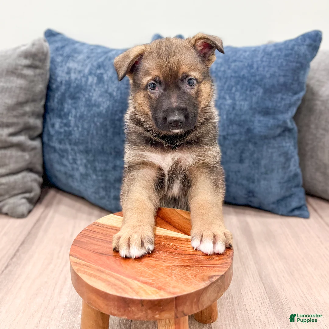 German Shepherd dogs for sale: Kevin - Ad 2
