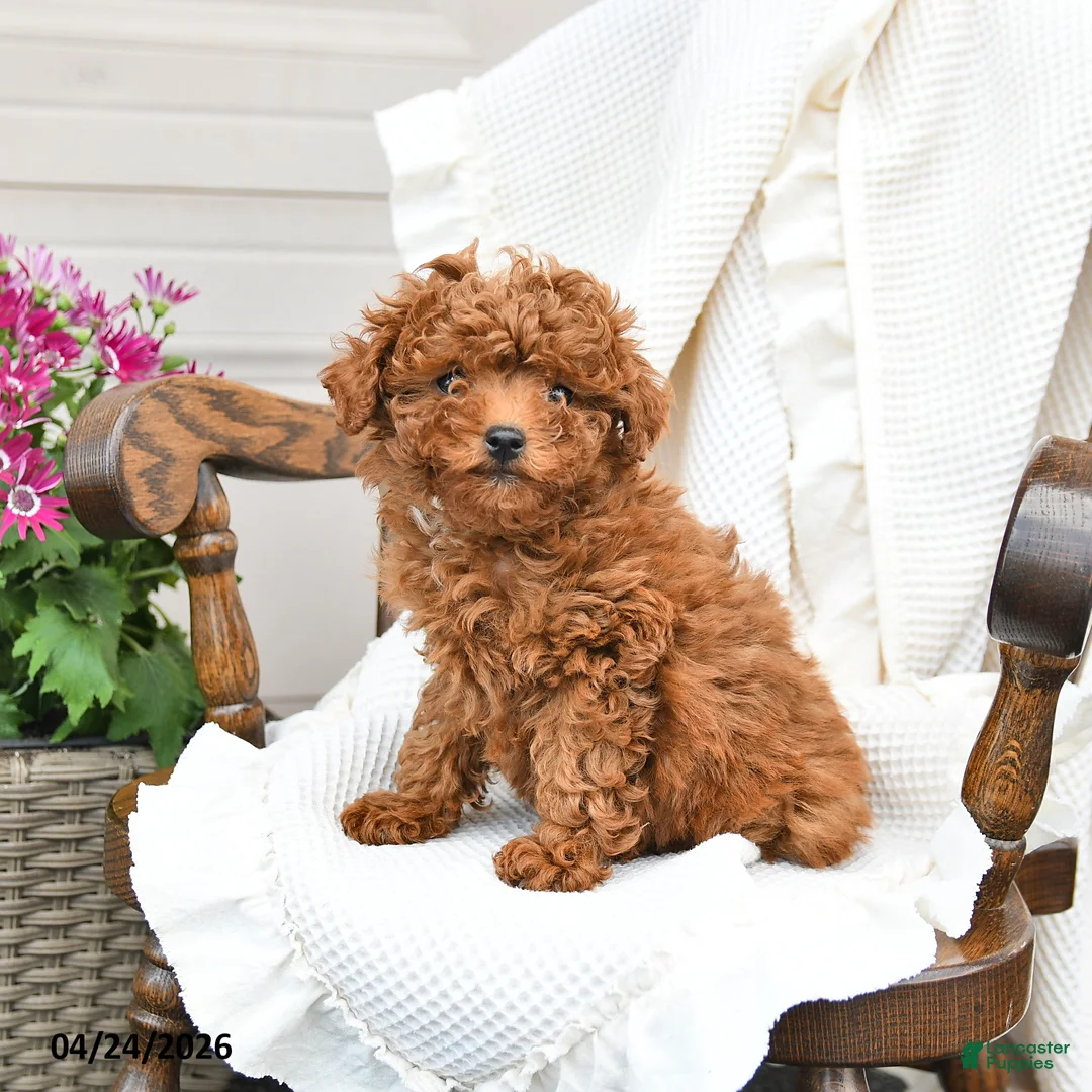 Miniature Poodle dogs for sale: Tina - Ad 1