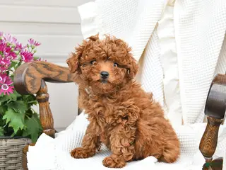 Miniature Poodle dogs for sale: Tina - Ad 4