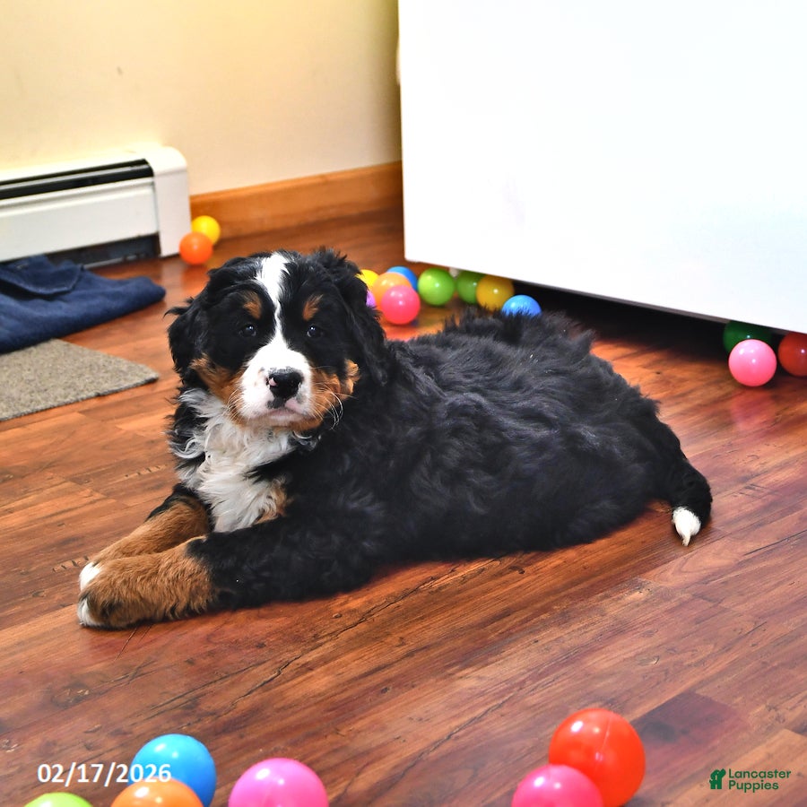 Bernese Mountain Dog dogs Creed - Ad 1