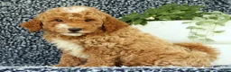 Mini Goldendoodle dogs for sale: Val - Ad 5