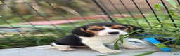 Beagle dogs for sale: Emily - Ad 13