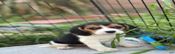 Beagle dogs for sale: Emily - Ad 13