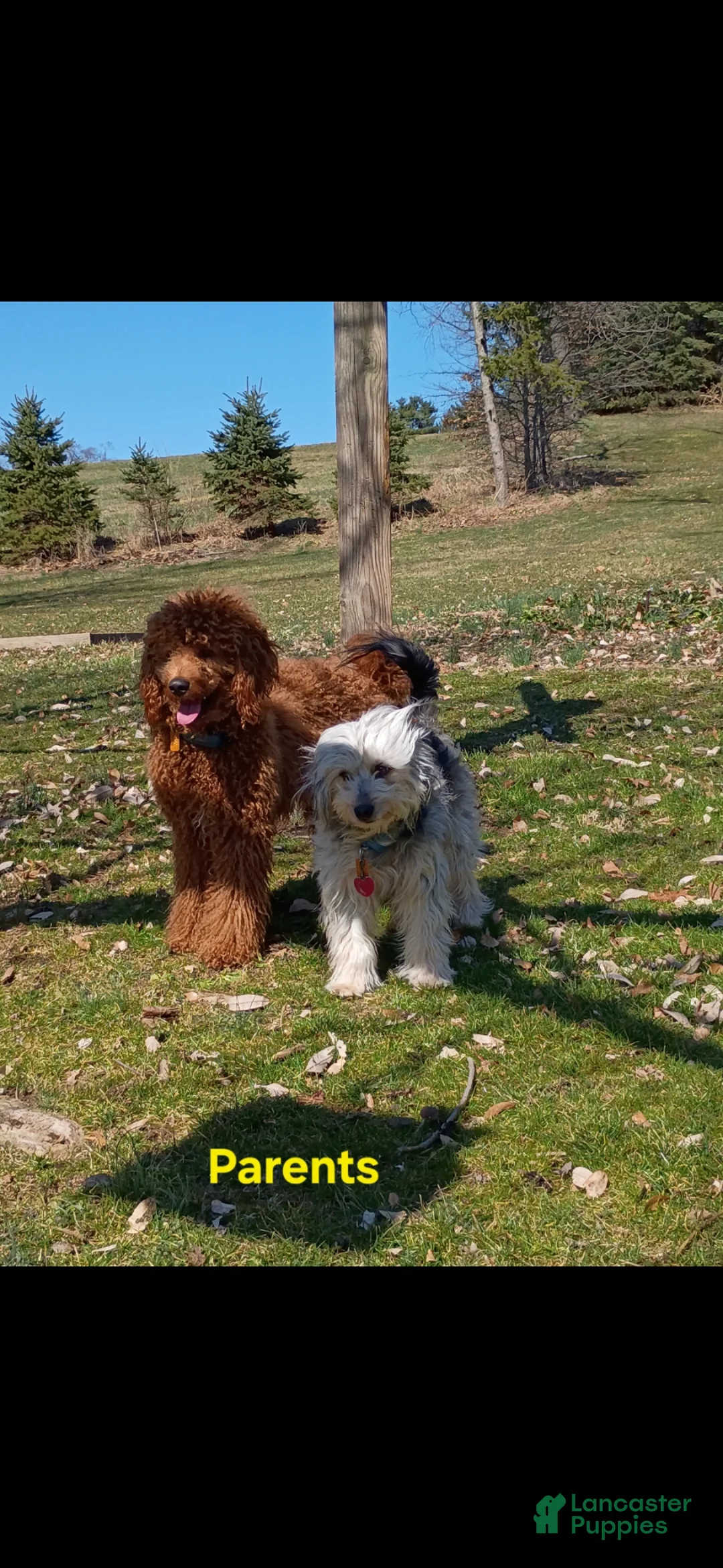 Mixed Breed dogs for sale: Rosy - Ad 2