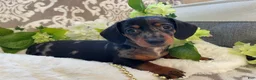 Miniature Dachshund dogs for sale: Ezra - Ad 16