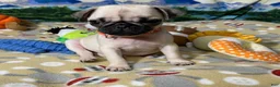 Pug dogs for sale: Birdie - Ad 13