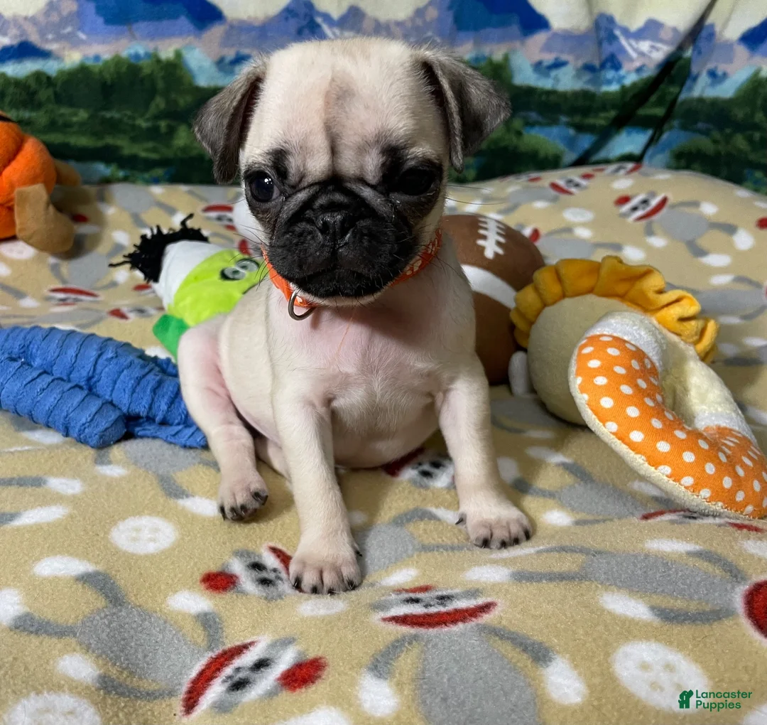 Pug dogs for sale: Birdie - Ad 13