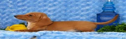 Miniature Dachshund dogs for sale: Wilson - Ad 9