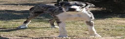 Great Dane dogs for sale: Sapphire - Ad 7