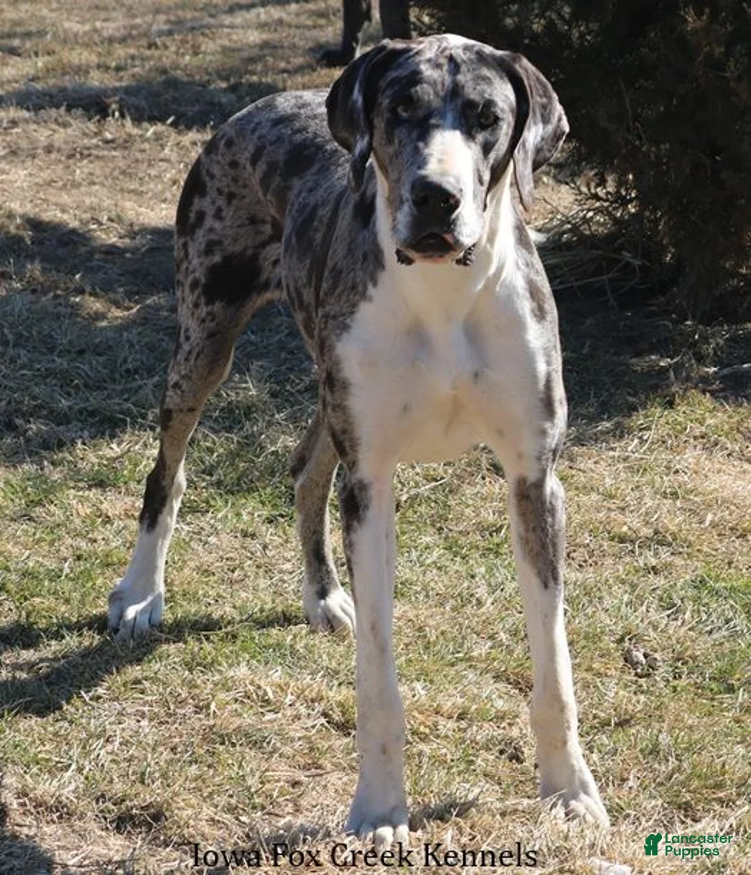 Great Dane dogs for sale: Sapphire - Ad 7