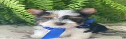 Biewer Terrier dogs for sale: Whisper - Ad 2
