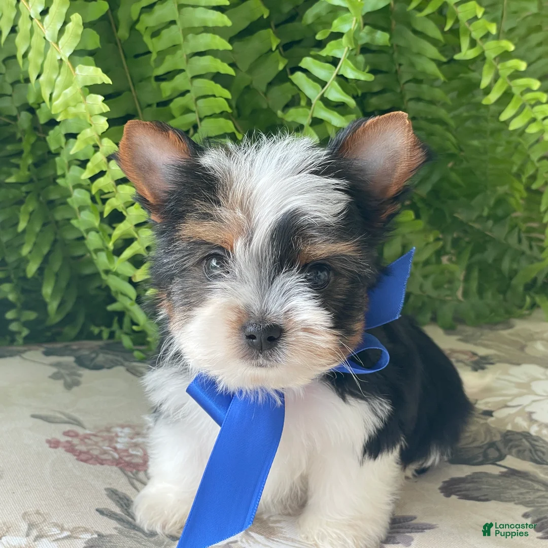 Biewer Terrier dogs for sale: Whisper - Ad 2