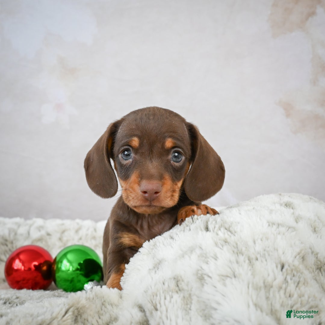 Miniature Dachshund dogs for sale: Peanut - Ad 1