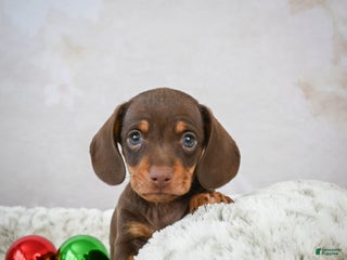 Miniature Dachshund dogs Peanut - Ad 25