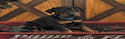 Doberman Pinscher dogs for sale: Monty - Ad 2