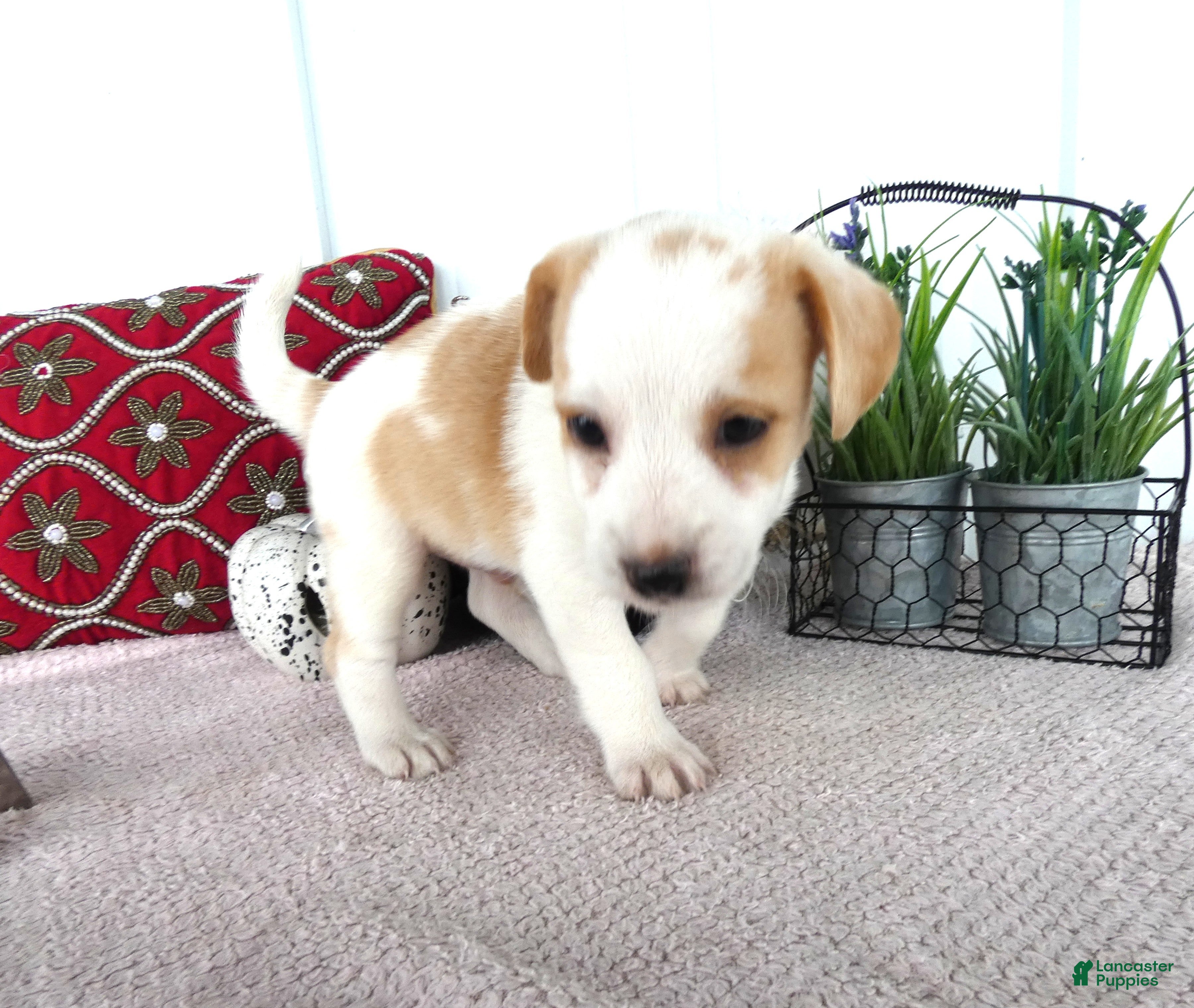 Chorkie