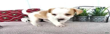 Chorkie 2 Carmel