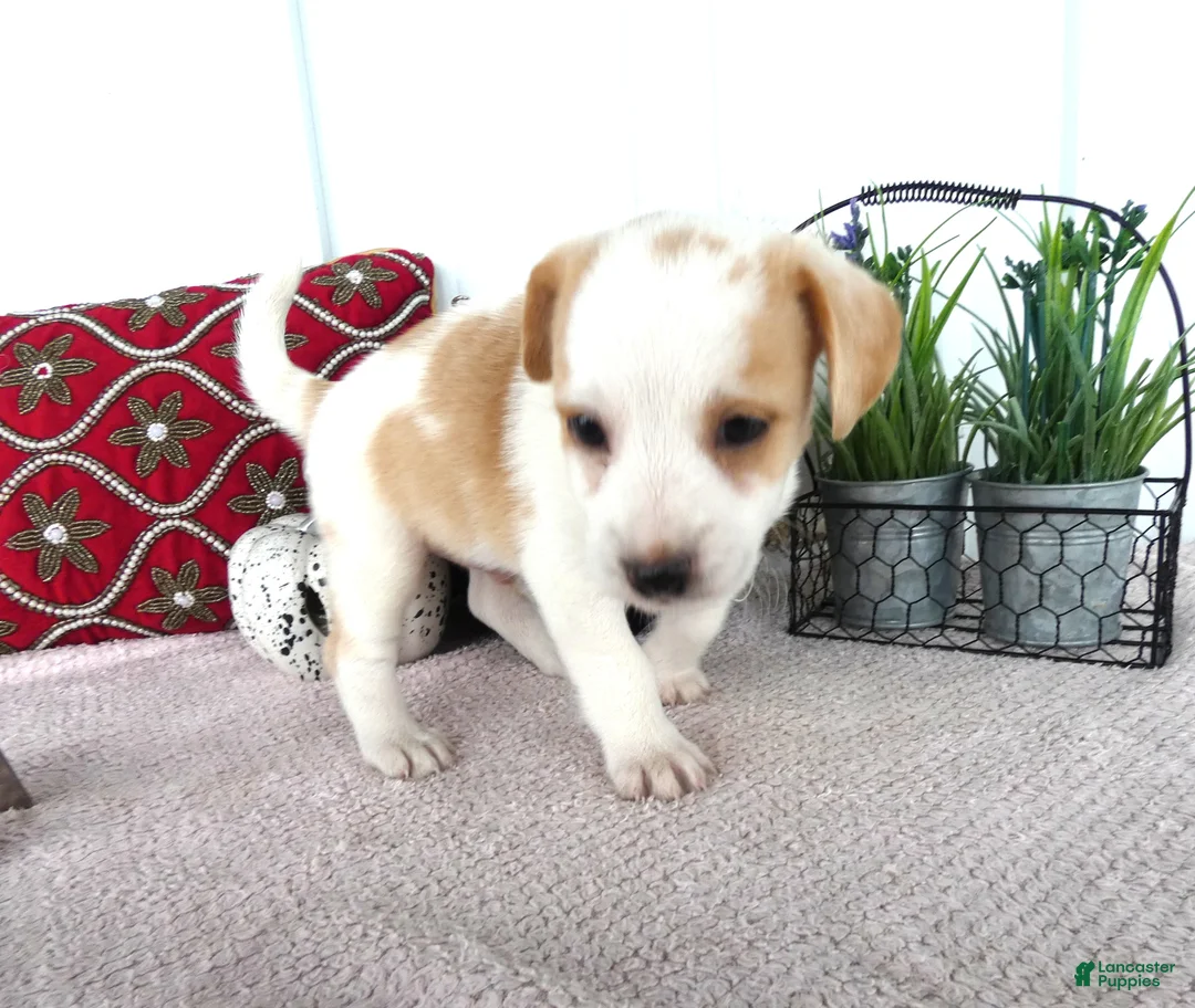 Chorkie dogs for sale: Chorkie 2 Carmel - Ad 1