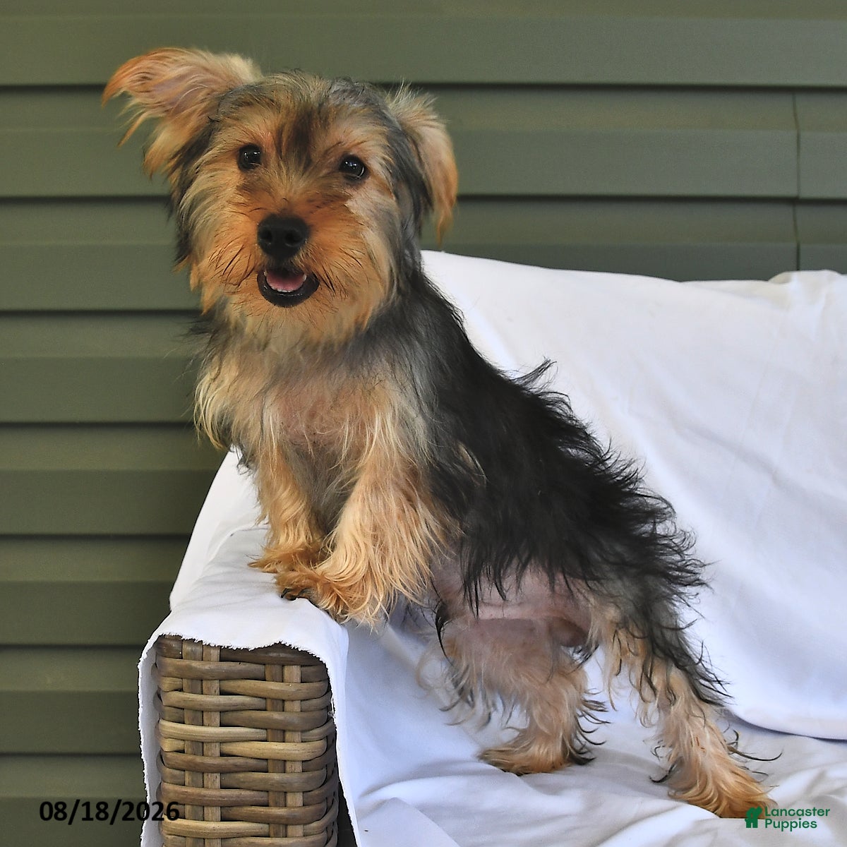 Yorkshire Terrier dogs for sale: Miney - Ad 1