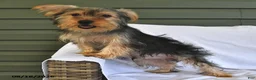 Yorkshire Terrier dogs for sale: Miney - Ad 5