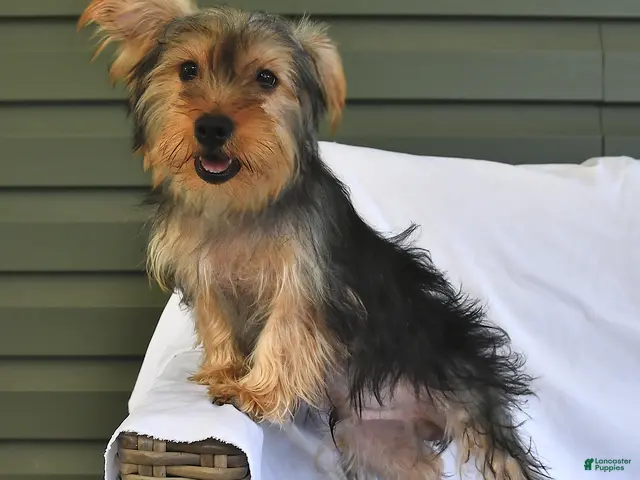 Yorkshire Terrier dogs for sale: Miney - Ad 1