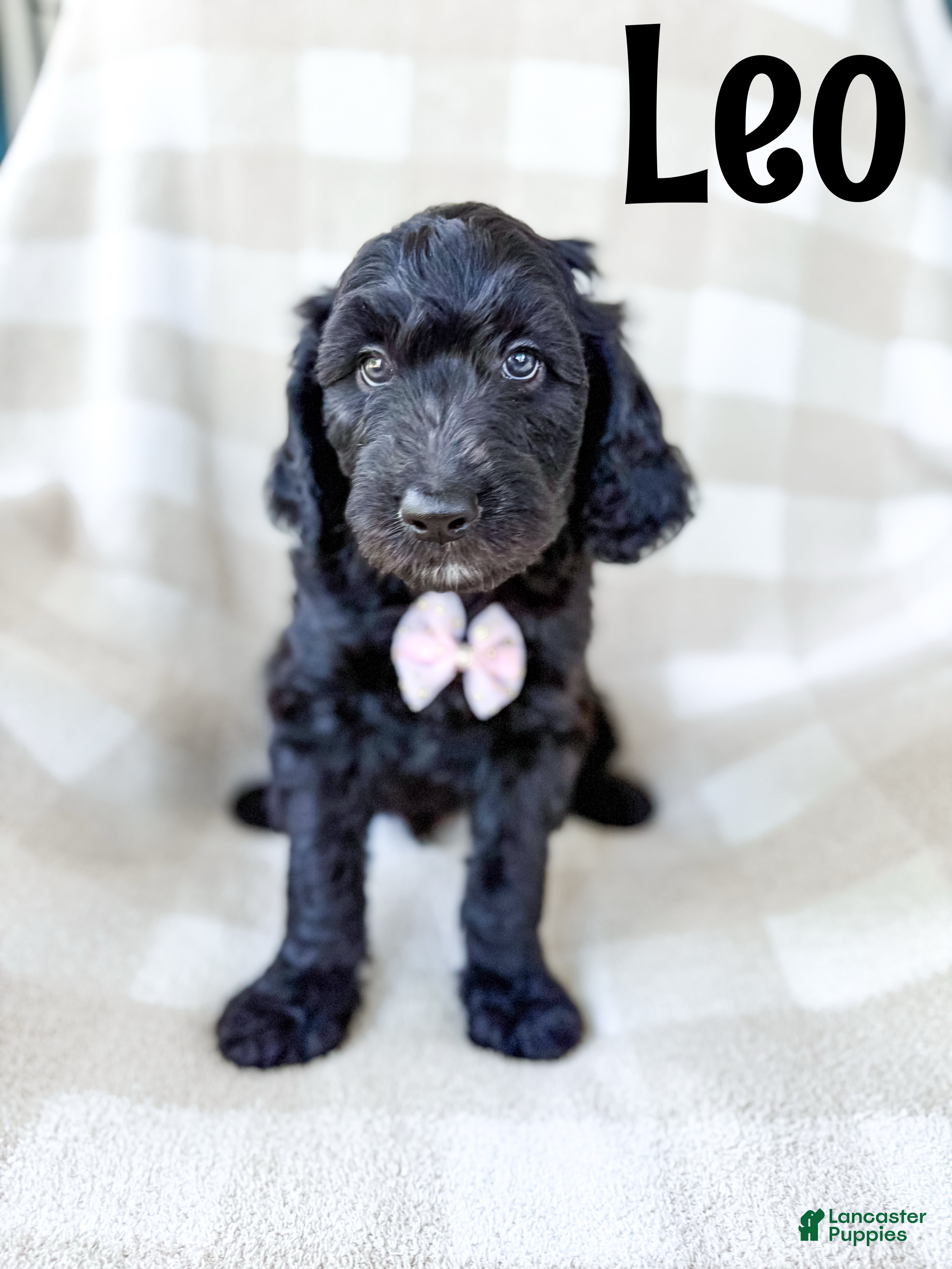 Goldendoodle dogs Leo - Ad 1