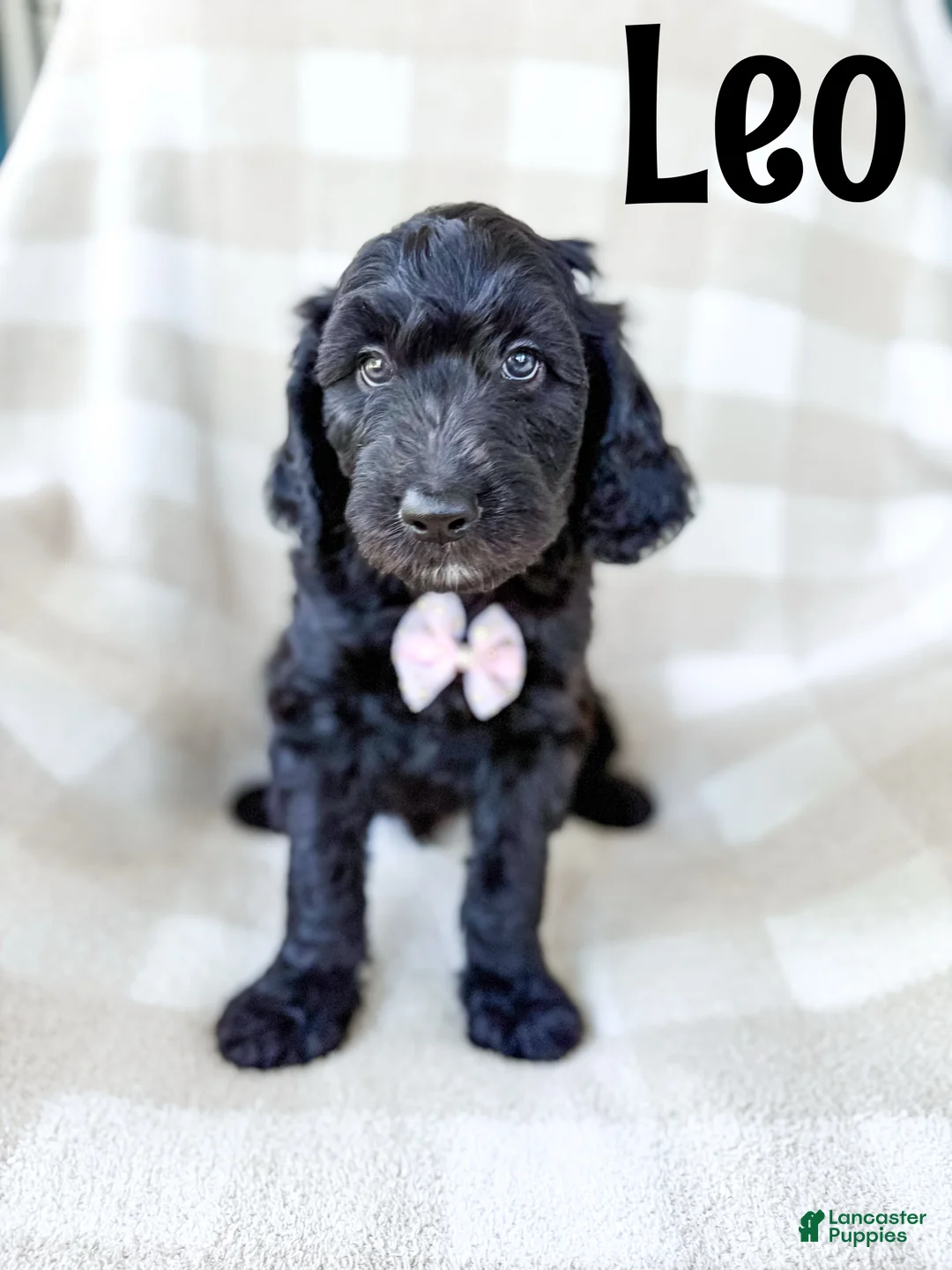 Goldendoodle dogs for sale: Leo - Ad 1