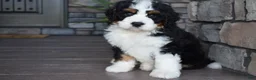 Mini Bernedoodle dogs for sale: Jester - Ad 8