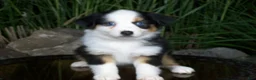 Miniature Australian Shepherd dogs for sale: Reese - Ad 2