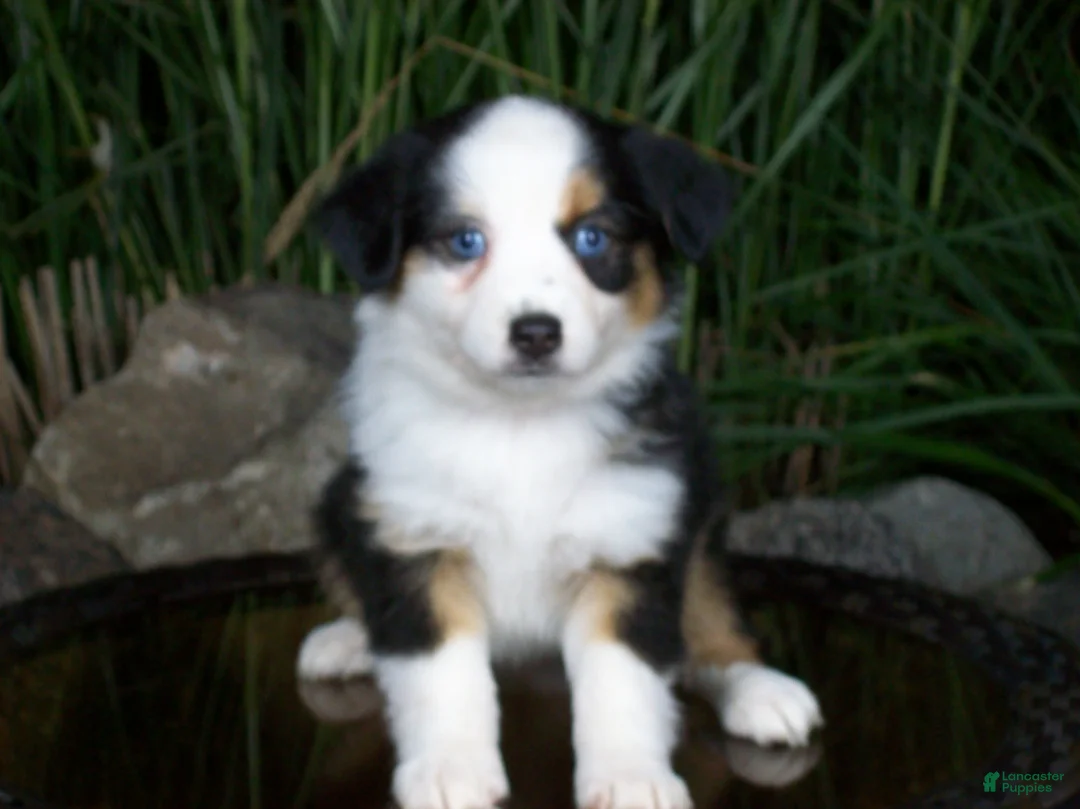 Miniature Australian Shepherd dogs for sale: Reese - Ad 2