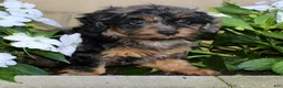 Cockapoo dogs for sale: Cookie - Ad 4