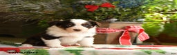 Australian Shepherd dogs for sale: Amy - Ad 3
