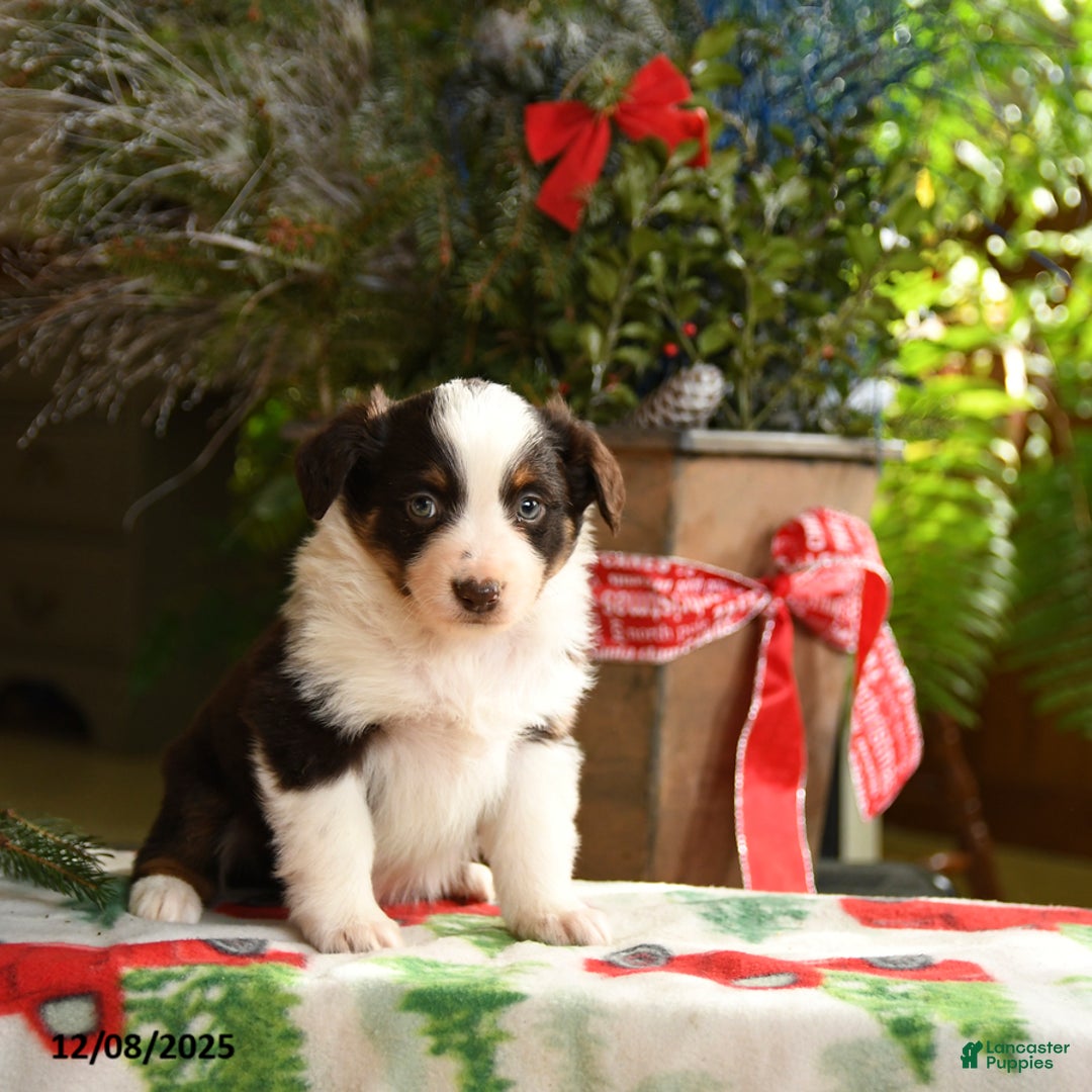 Australian Shepherd dogs for sale: Amy - Ad 3