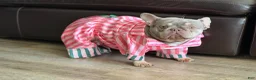 French Bulldog dogs for sale: French Bulldog 1 - Ad 5