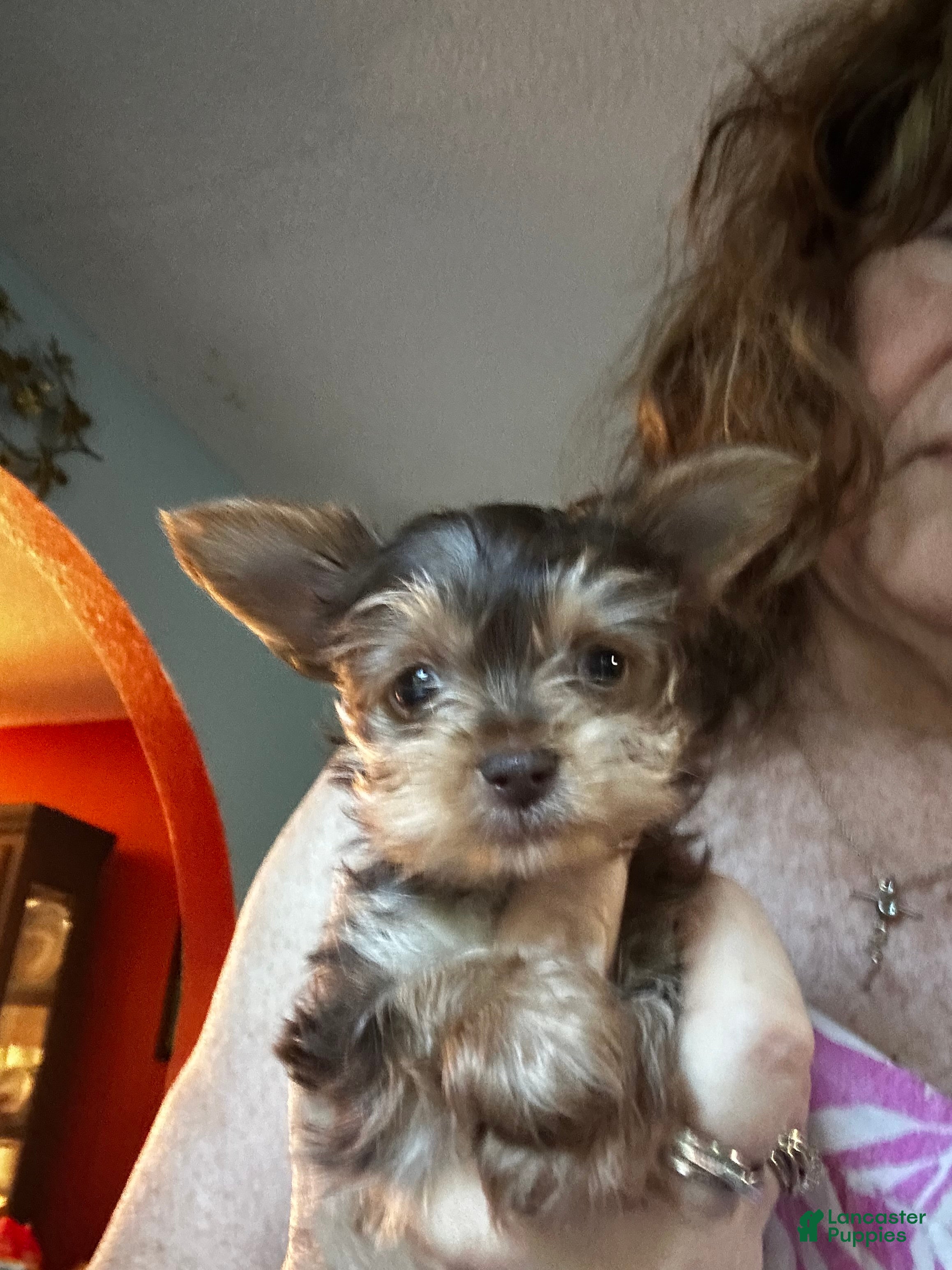 Yorkshire Terrier dogs AKC Tobias - Ad 2
