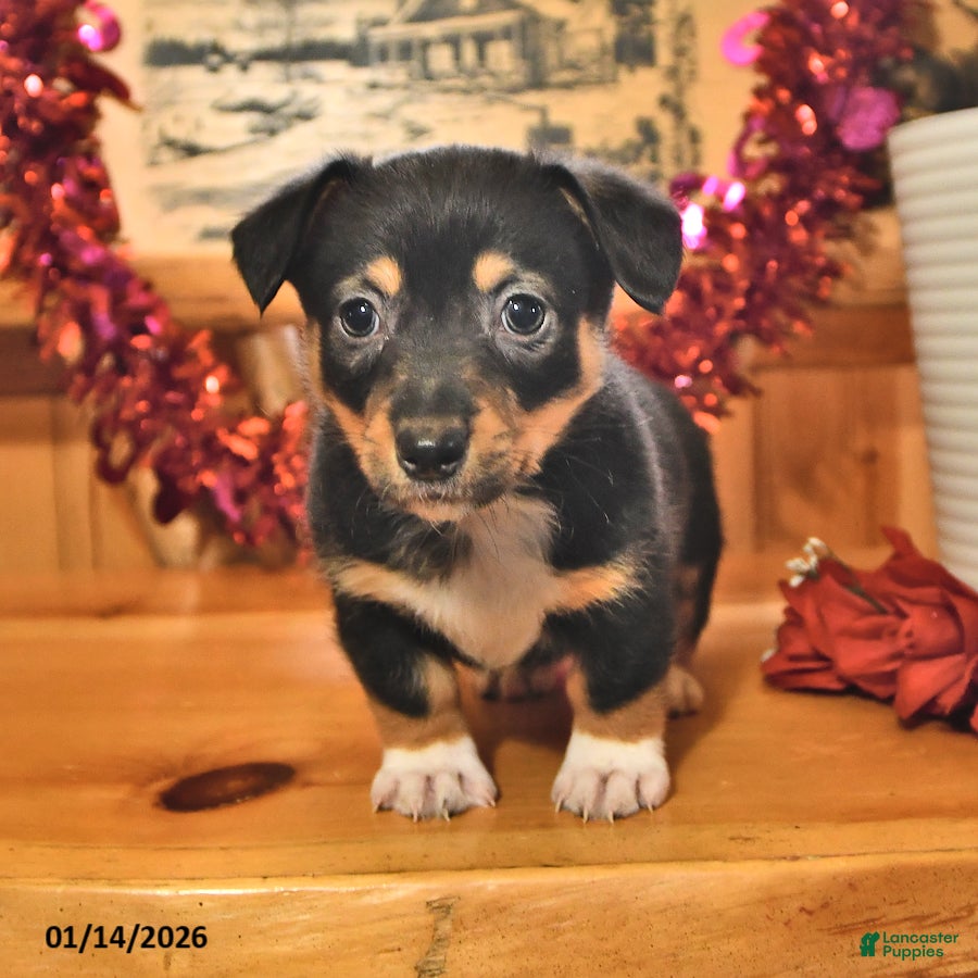 Welsh Corgi Pembroke dogs Scotty - Ad 2