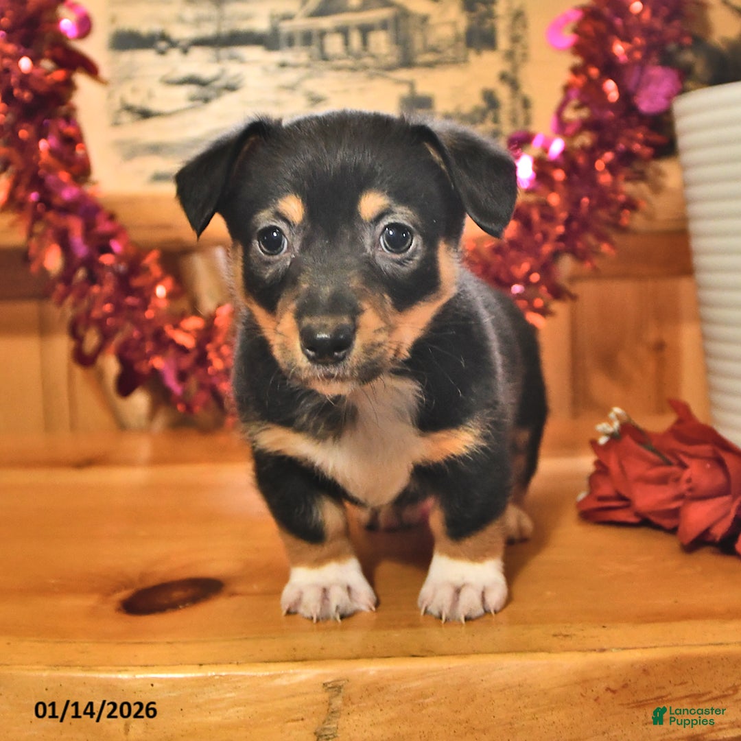 Welsh Corgi Pembroke dogs for sale: Scotty - Ad 2