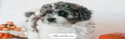 Cavapoo dogs for sale: Madeleine - Ad 9