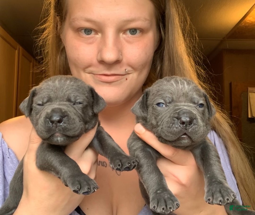 Cane Corso dogs for sale: Cane Corso Puppy 6 - Ad 2
