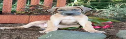 Great Dane dogs for sale: Patience Great Dane  - Ad 11