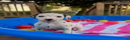 Dalmatian dogs for sale: Dalmatian 9 - Ad 13