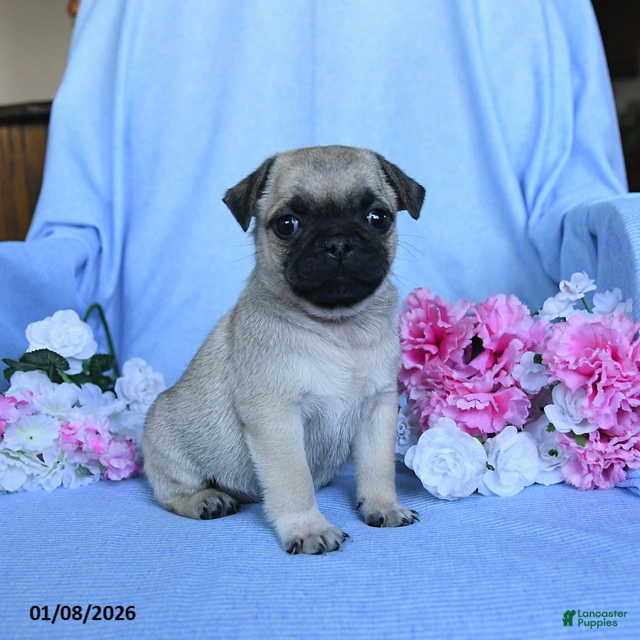 Pug dogs Thomas - Ad 1