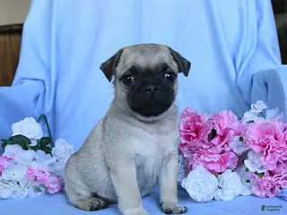 Pug dogs Thomas - Ad 6