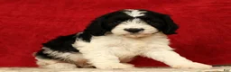 Cavapoo dogs for sale: Barney - Ad 4