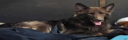 German Shepherd dogs for sale: Ratite  - Ad 5
